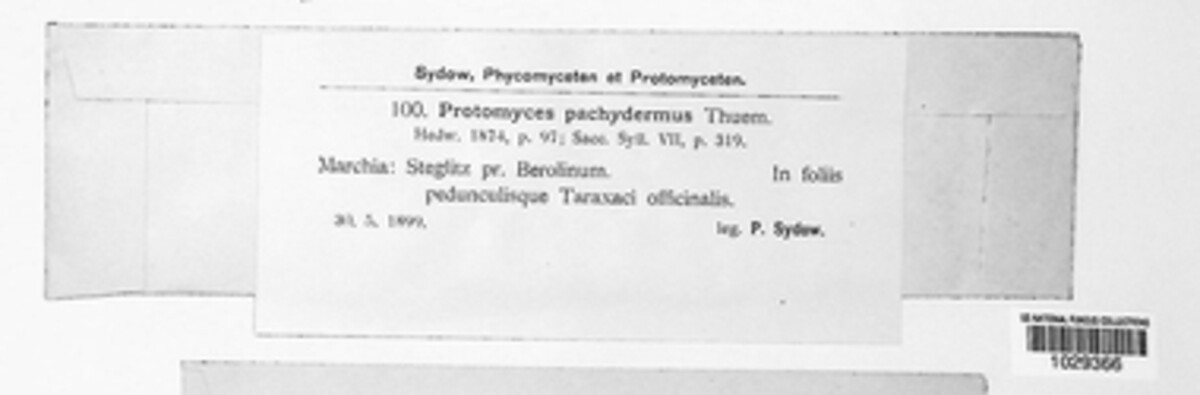 Protomyces pachydermus image